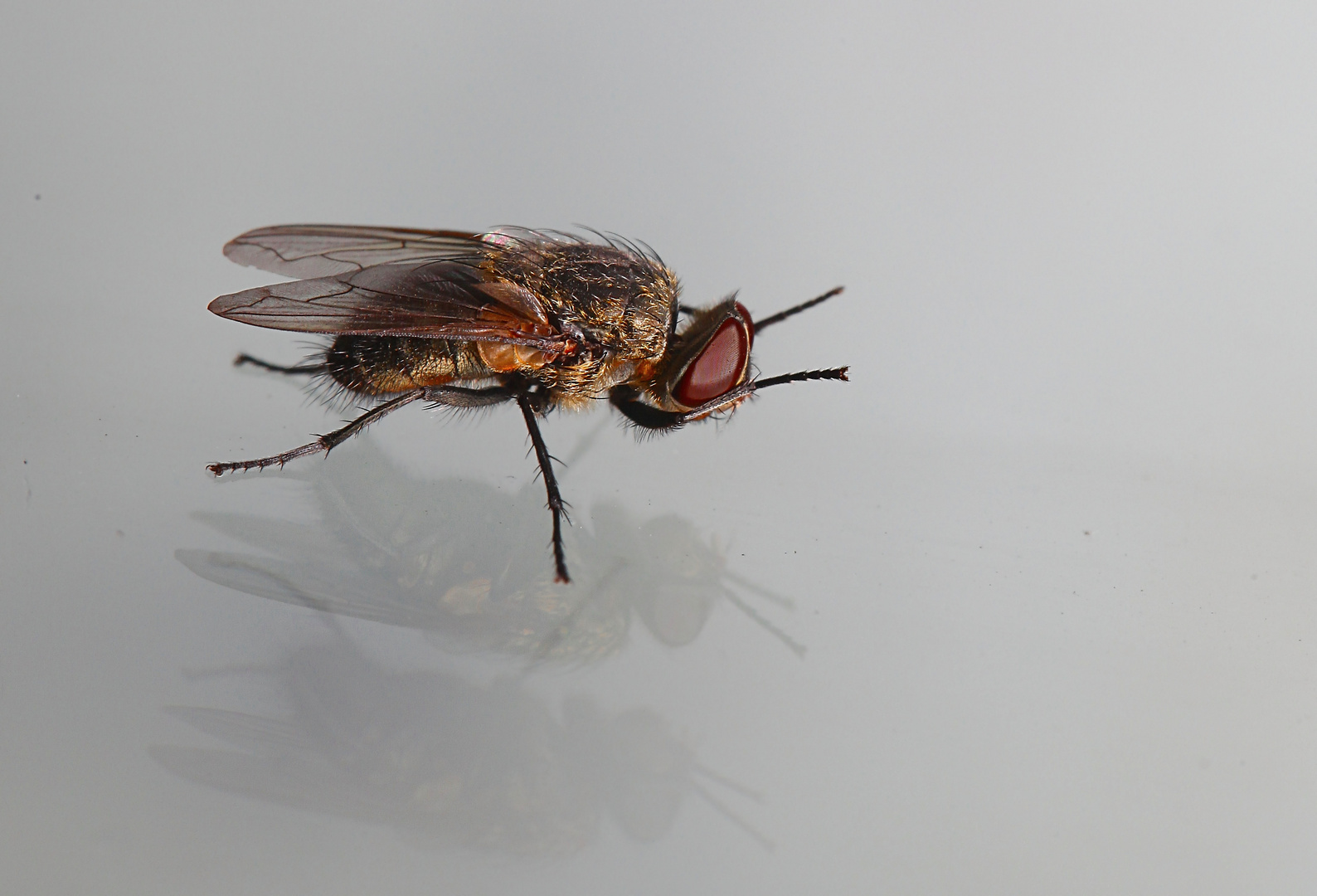 Pollenia rudis, Graugelbe Polsterfliege