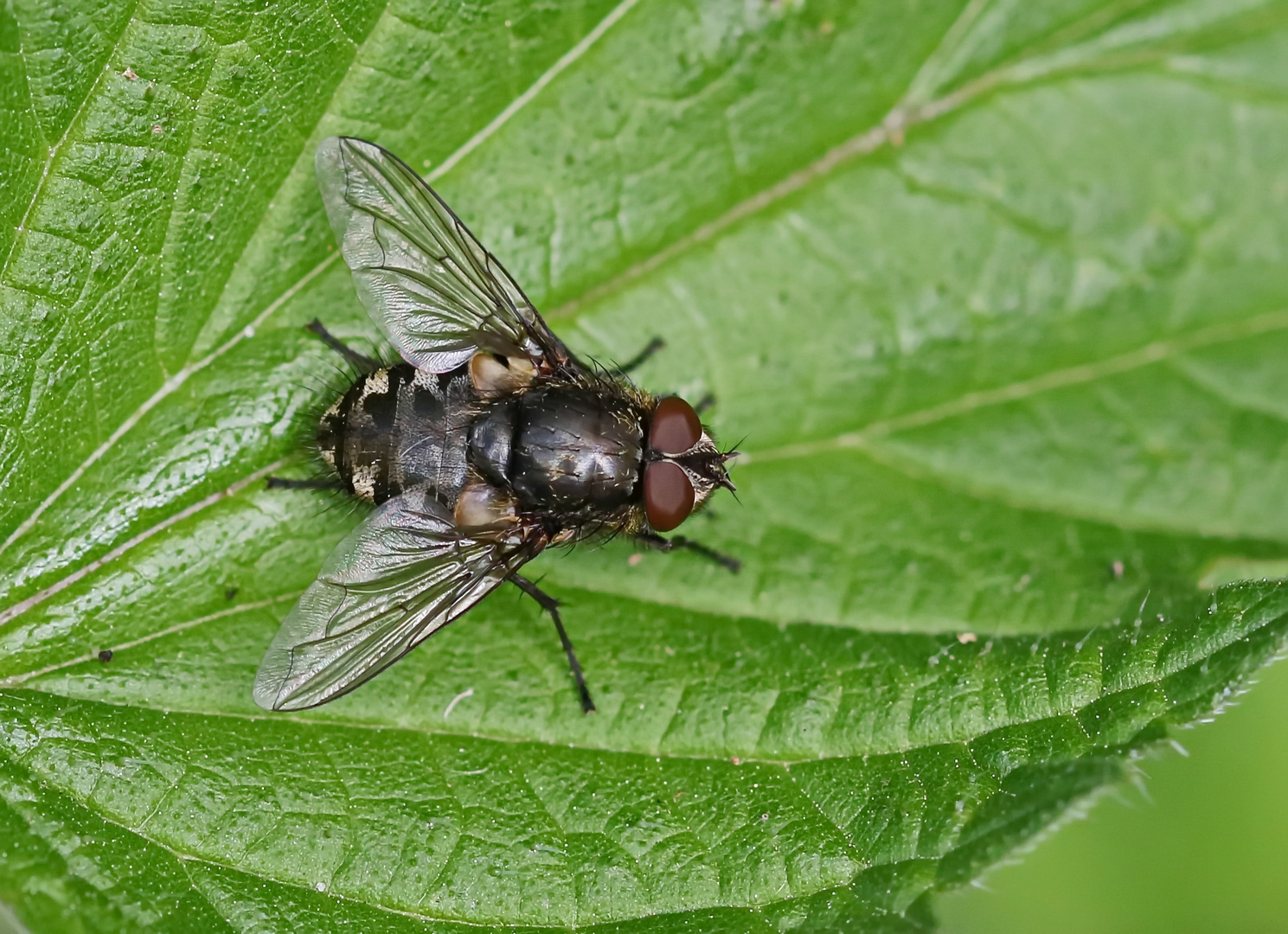 Pollenia sp.,Schmeißfliege