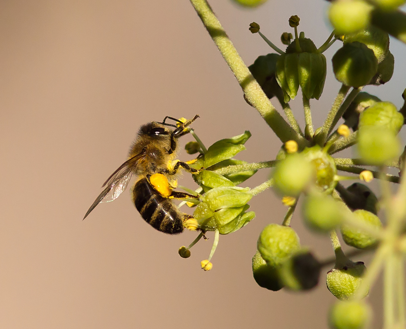 pollenjaeger