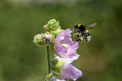 Pollenjagd