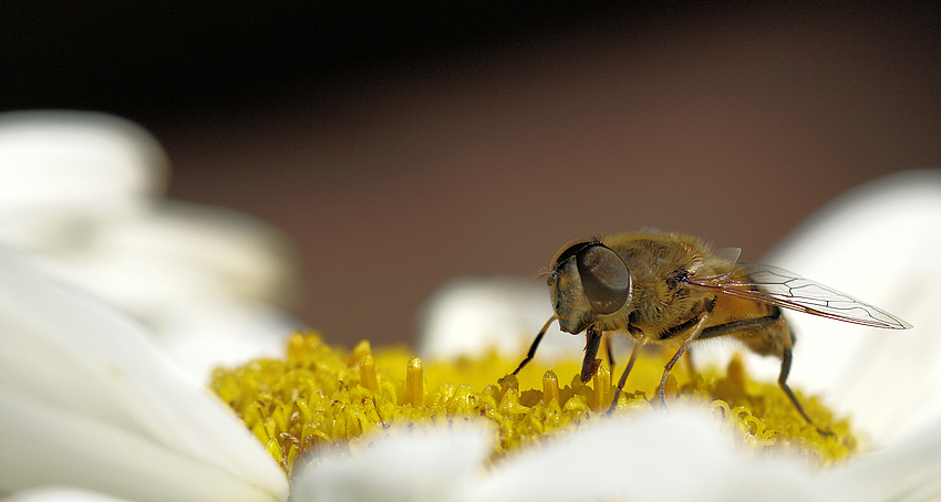 Pollenklauer