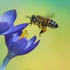Pollenkleid