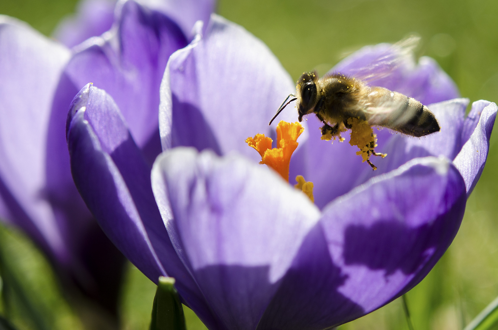 pollenklöße im anflug