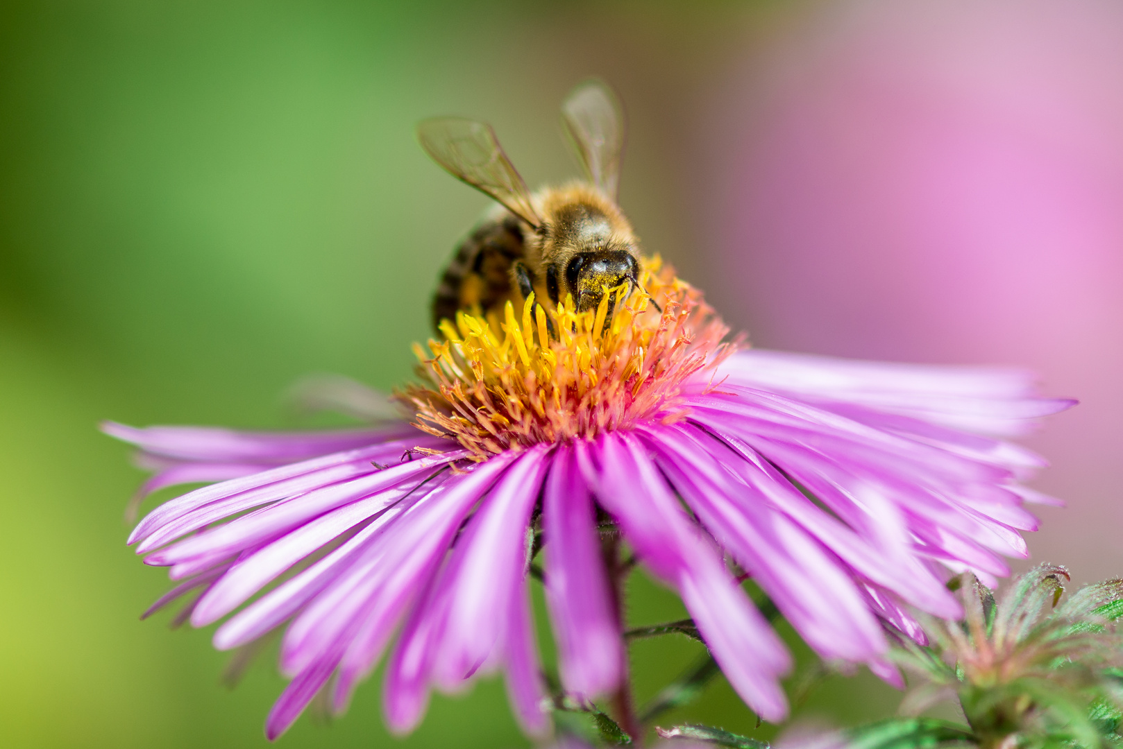 Pollenkopf