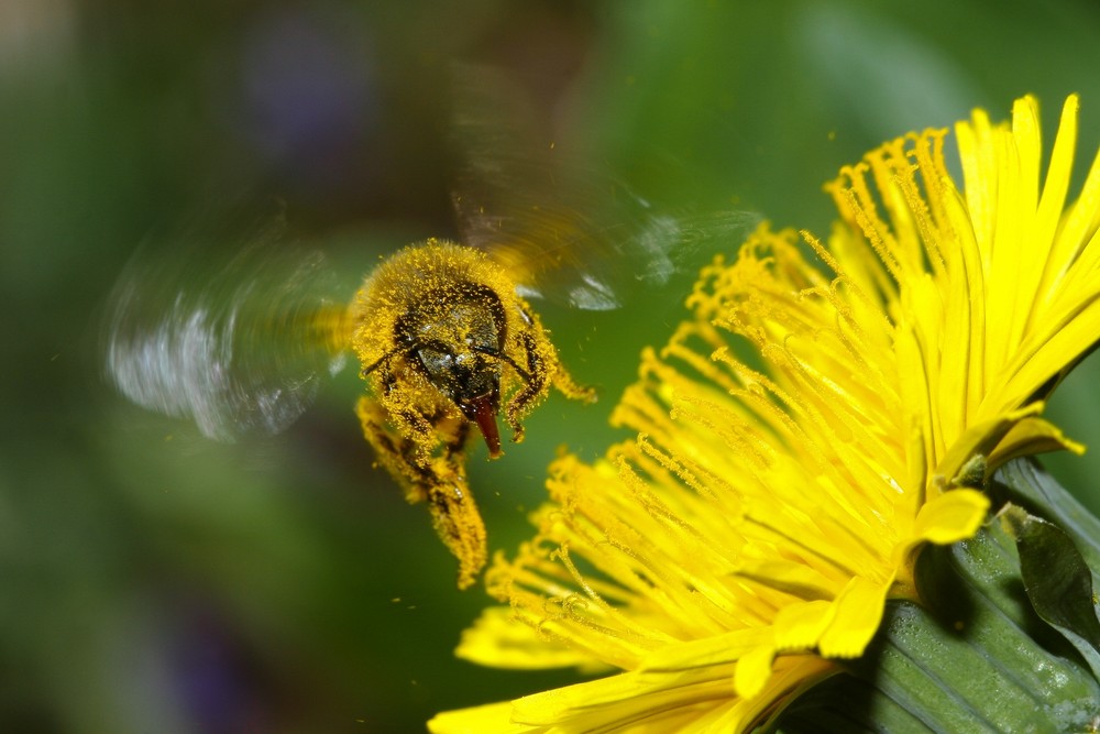 pollenmonster
