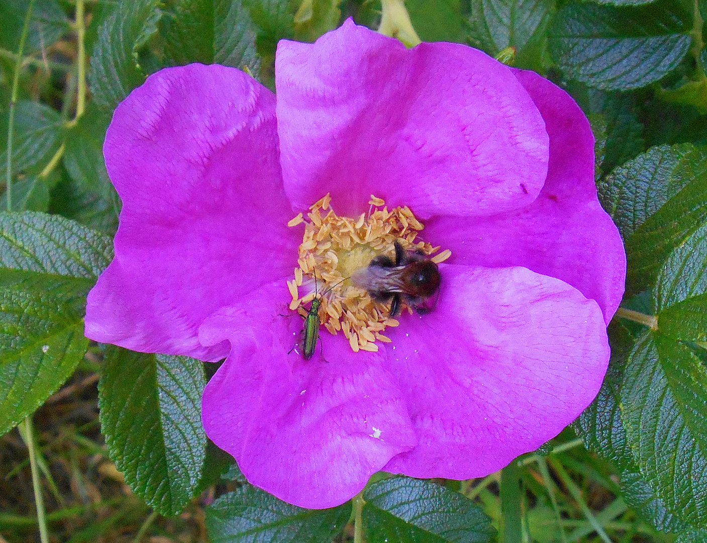 Pollenparty 3