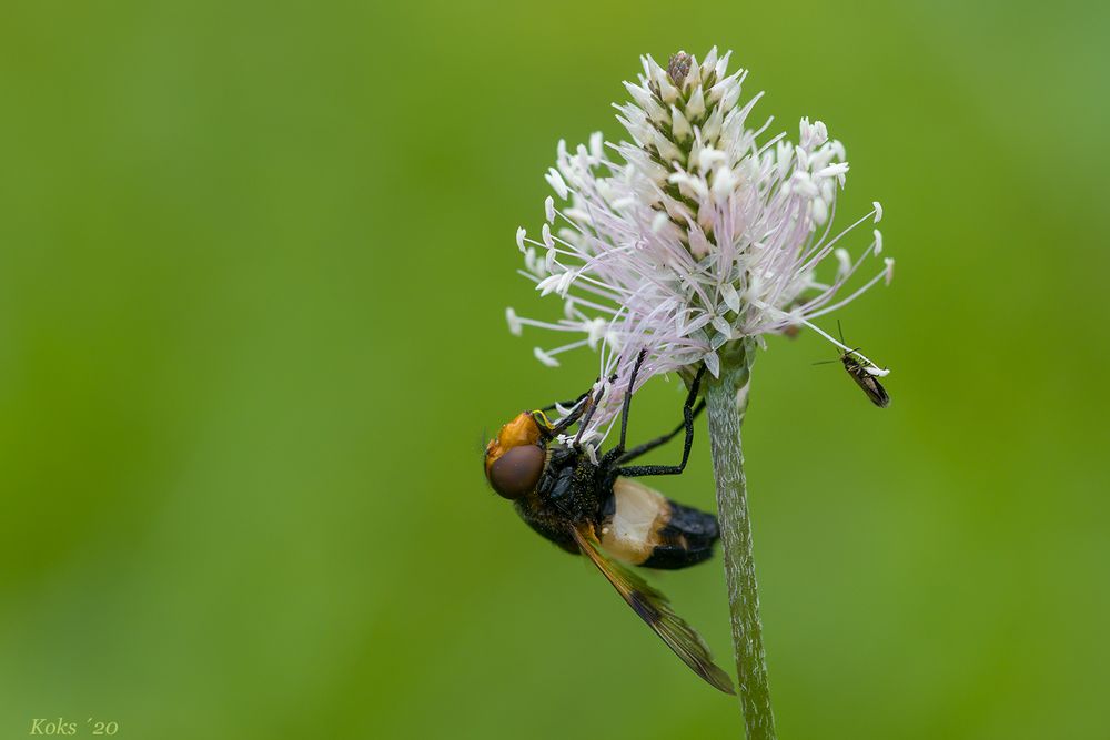 Pollenrausch