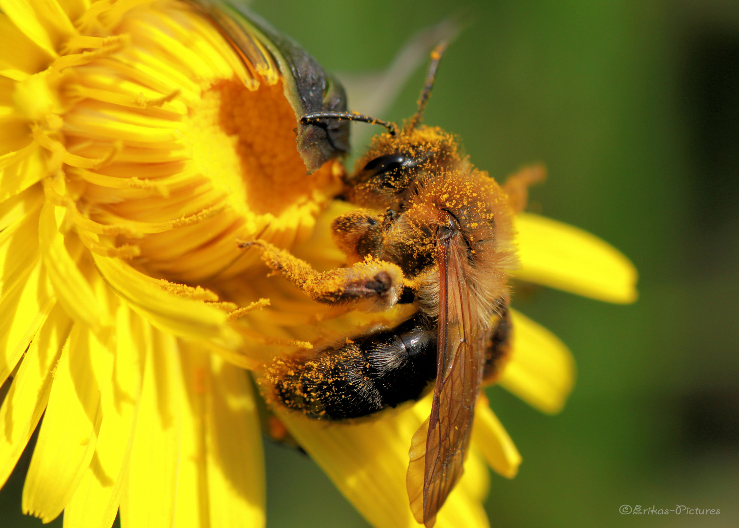 Pollenrausch