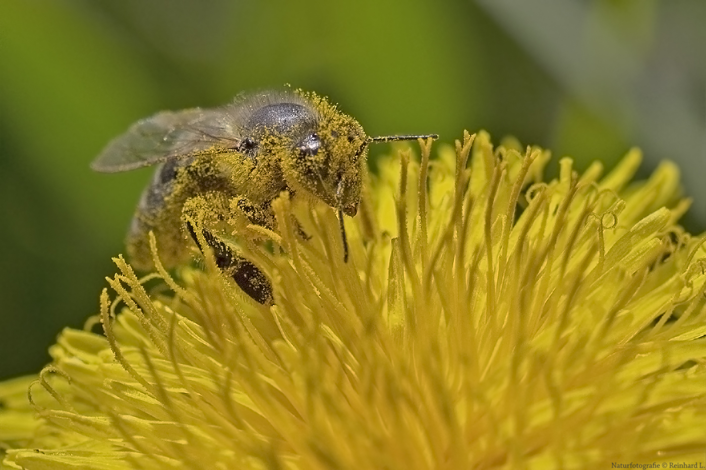  Pollenrauschig