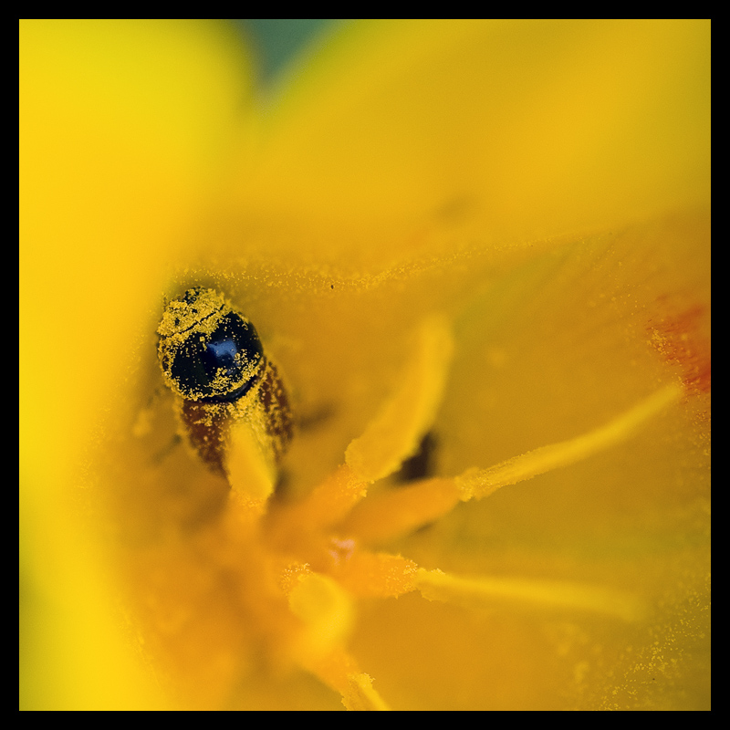 Pollensammeln