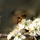Pollensammler