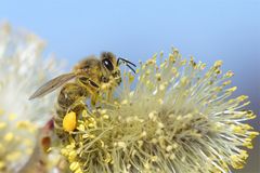 Pollensammler