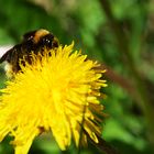 Pollensammler im Einsatz