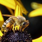 Pollensammler...1