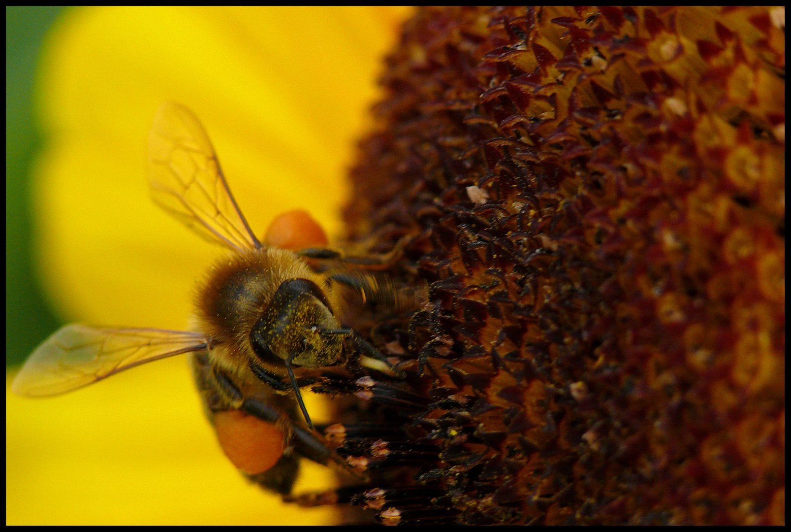 Pollensammlerin