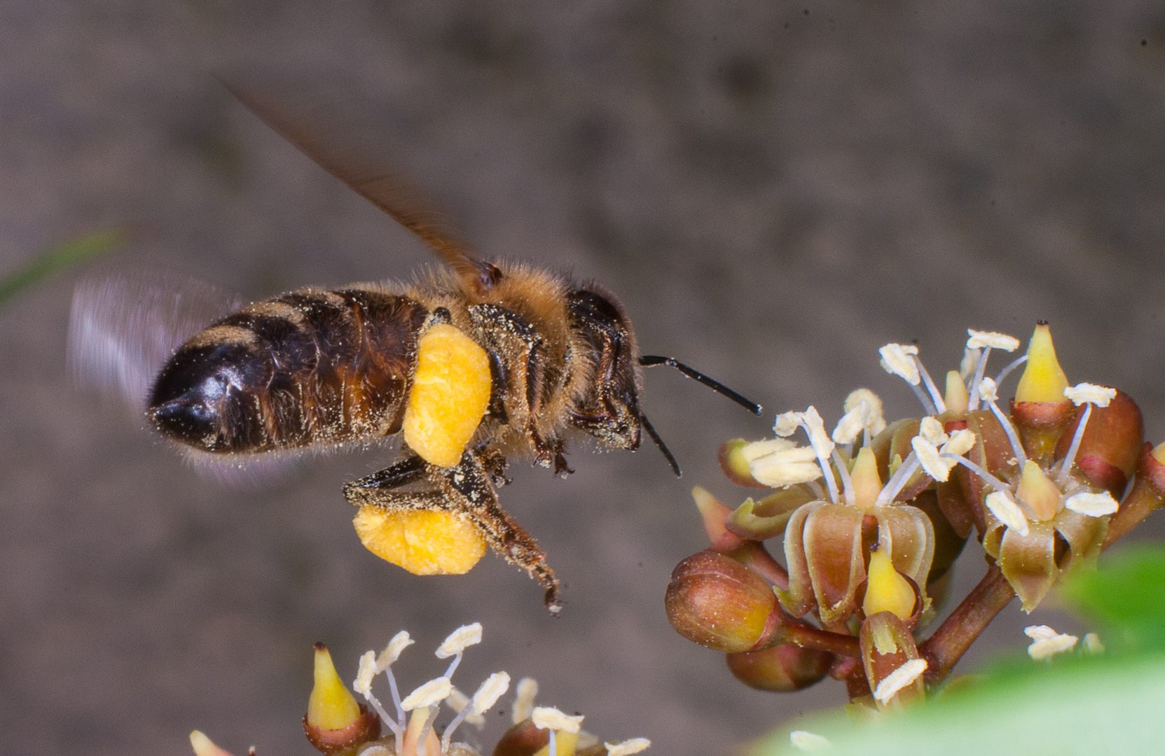 Pollensammlerin im wilden Wein