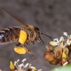 Pollensammlerin im wilden Wein