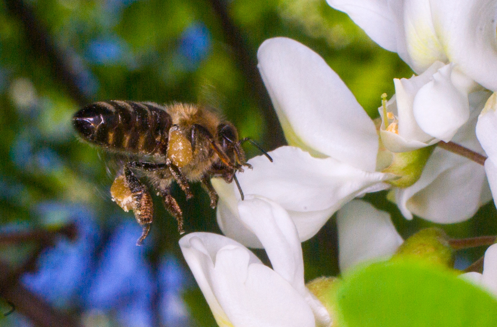 Pollensammlerin in der Robinienblüte