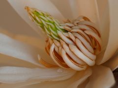 Pollenstand der Sternmagnolie ( Magnolia stellata )