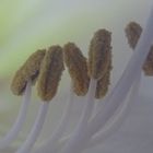 Pollenstand einer Amaryllis 