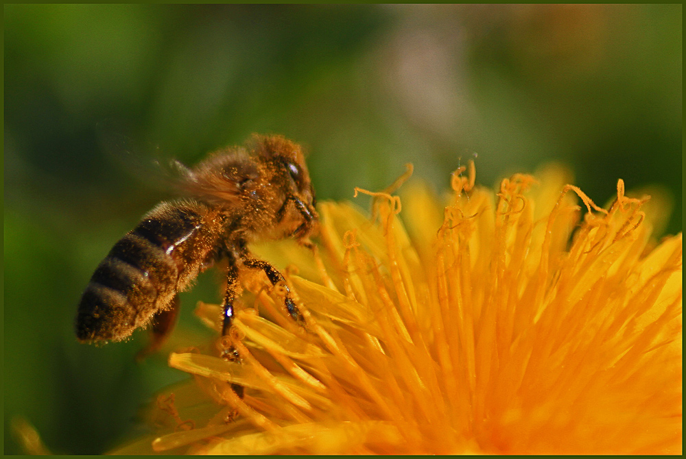 Pollenstaub nicht nur auf den Autos, auch die Bienen sauen sich ein.