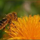 Pollenstaub nicht nur auf den Autos, auch die Bienen sauen sich ein.