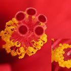 Pollenstempel Hibiskus 