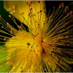 Pollenstrauss