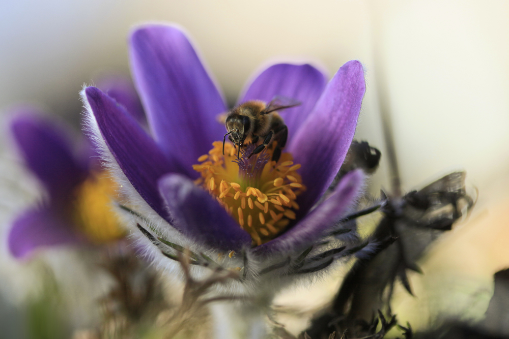 Pollen.Sucherin