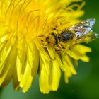 Pollenverteiler