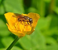 Pollenvollbad