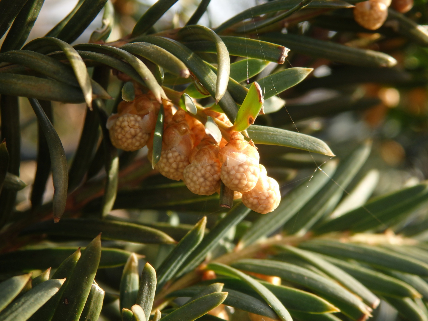 Pollenzapfen der Europäischen Eibe (Taxus baccata)