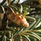 Pollenzapfen der Europäischen Eibe (Taxus baccata)