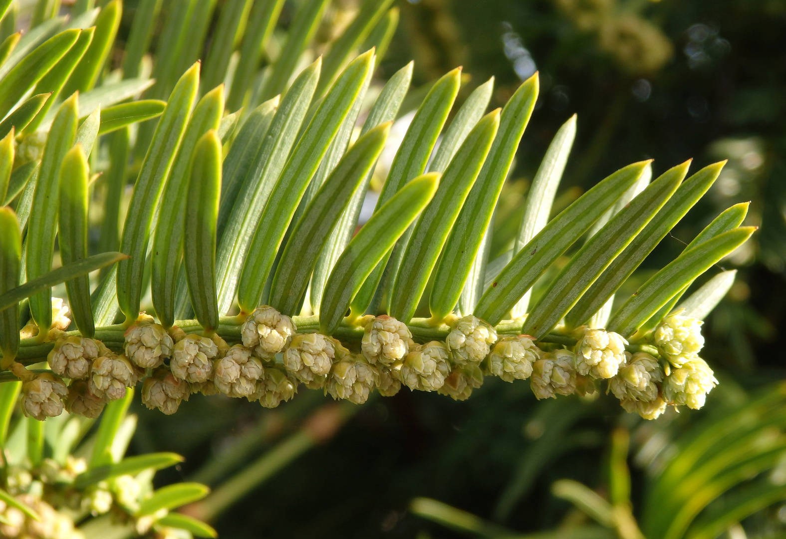 Pollenzapfen der Europäischen Eibe (Taxus baccata)