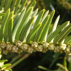 Pollenzapfen der Europäischen Eibe (Taxus baccata)