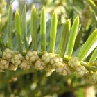 Pollenzapfen der Europäischen Eibe (Taxus baccata)