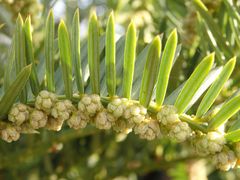 Pollenzapfen der Europäischen Eibe (Taxus baccata)