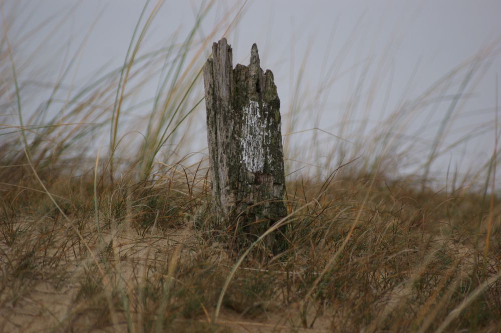 Poller in den Dünen