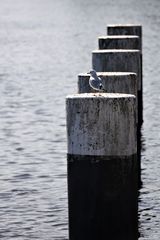 Poller in Emden mit Besucher