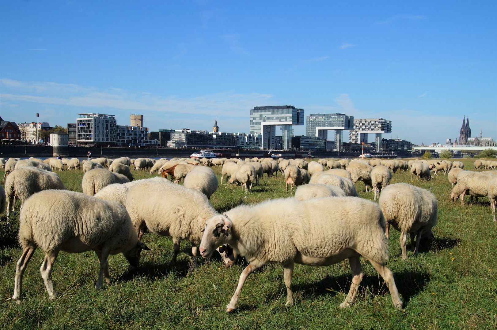 Poller Wiesen Schafe