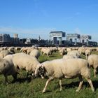 Poller Wiesen Schafe