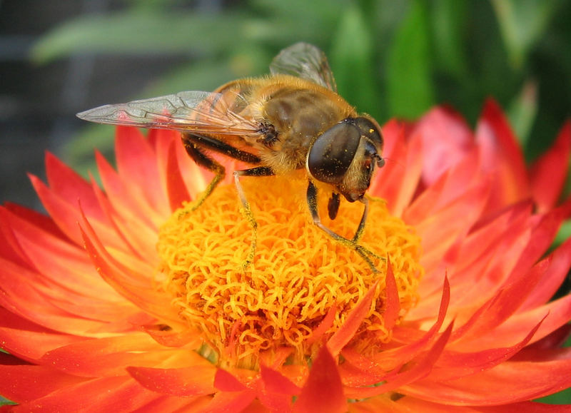 Pollinando...