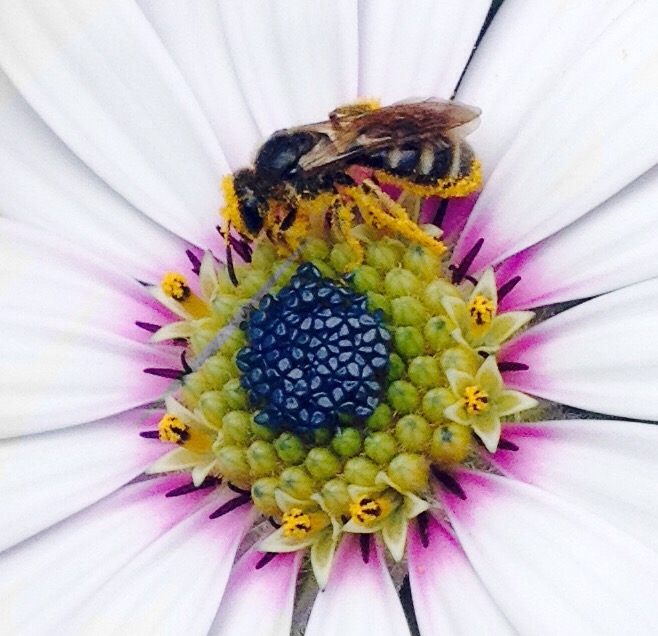 Pollinated Anatomy