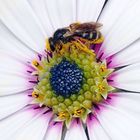 Pollinated Anatomy