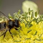 Pollinating worker Bee