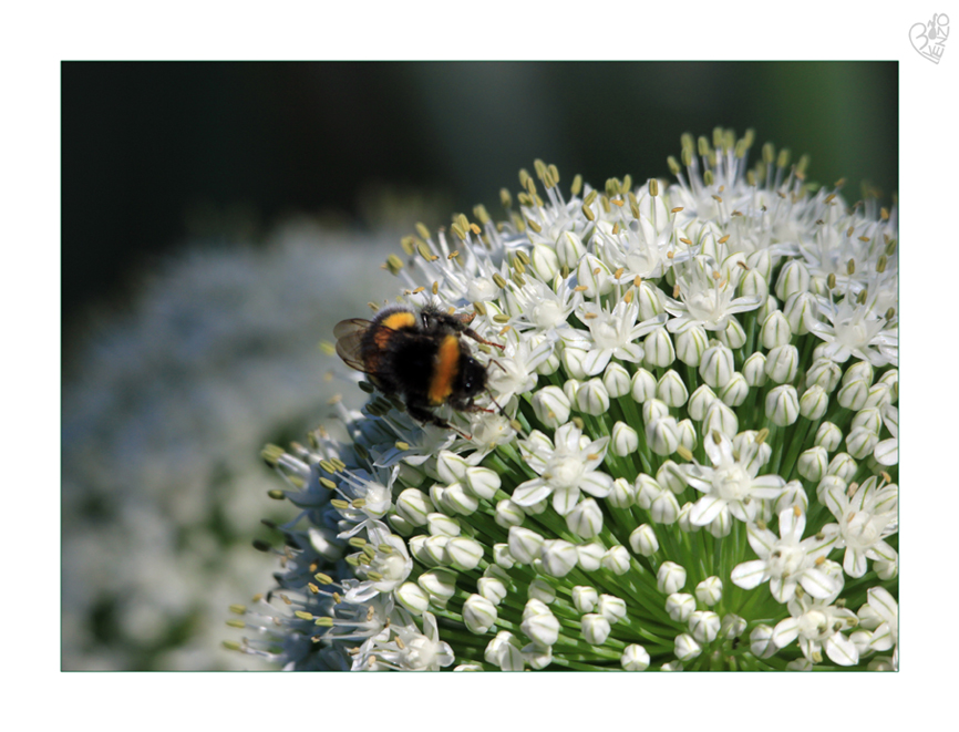 pollination