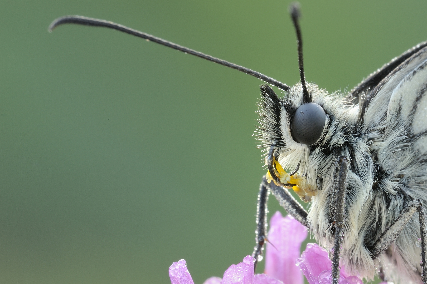 Polline sulla spirotromba