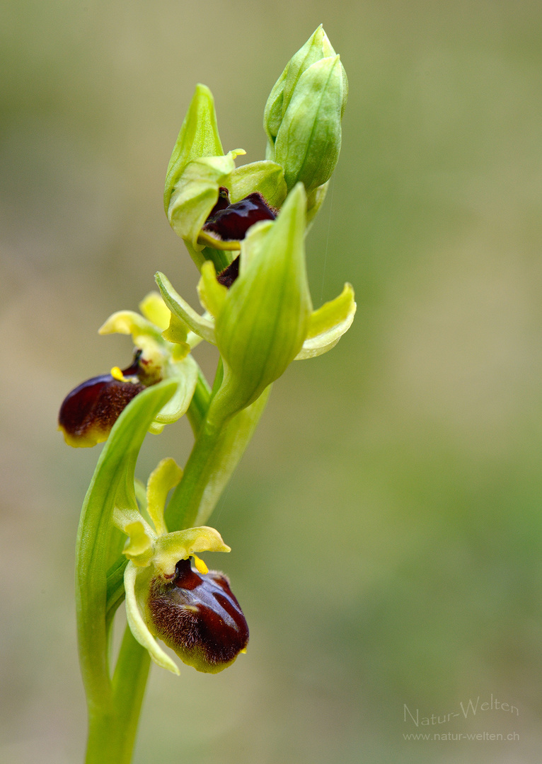 Pollinensäcklein