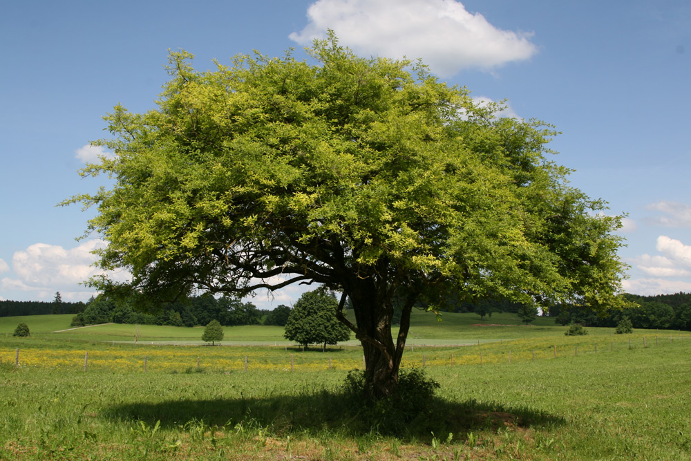 Pollinger Land