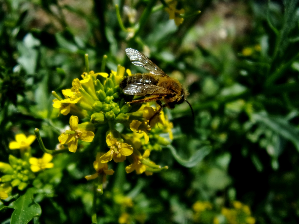 Pollinisation